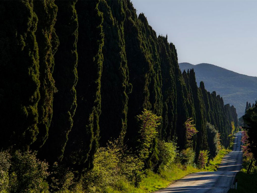 Tenuta San Guido